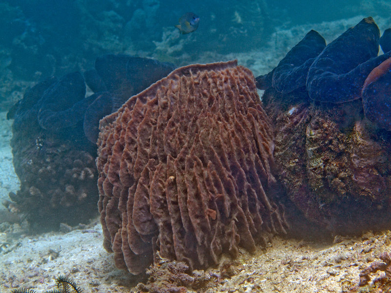 Barrel Sponge, The Hill